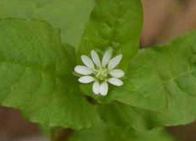 鹅肠菜(牛繁缕)